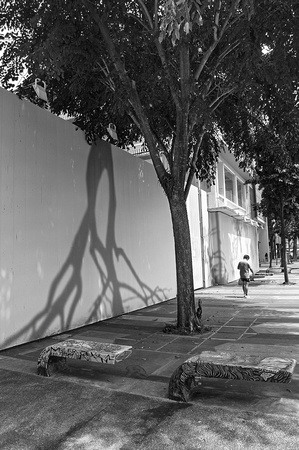 Inverted Tree Shadows